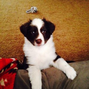 Meet your Posher, Kurtis